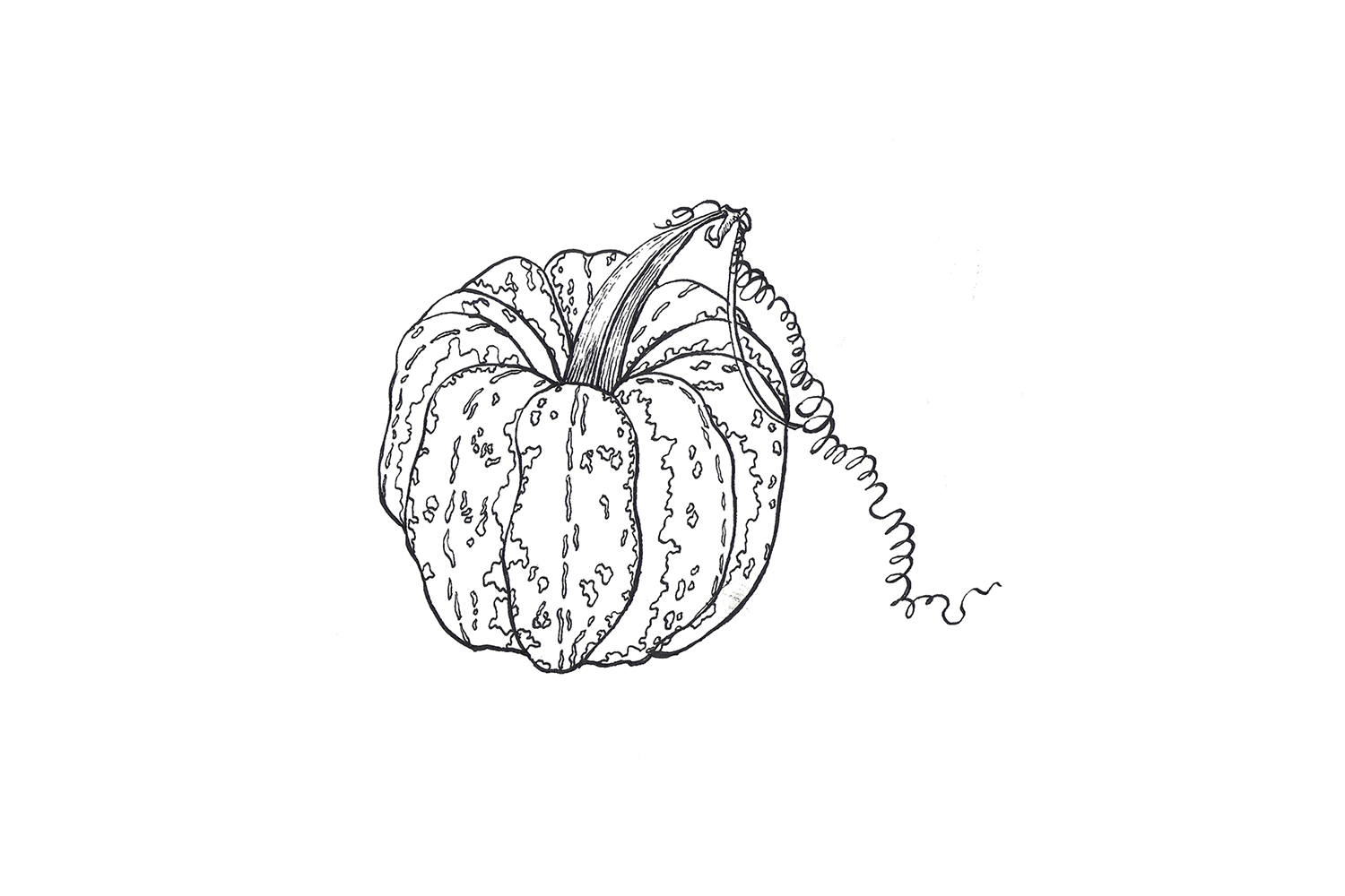 Squash, 2013, pen and ink on paper