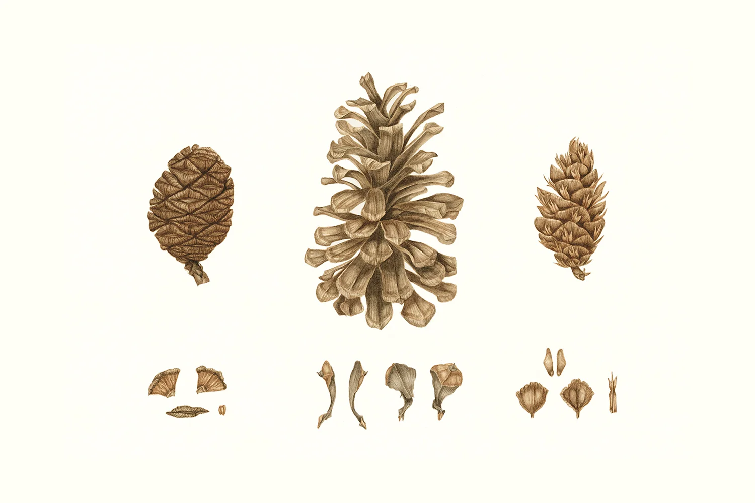 Pine Cones, Yosemite, 2010, watercolour on paper