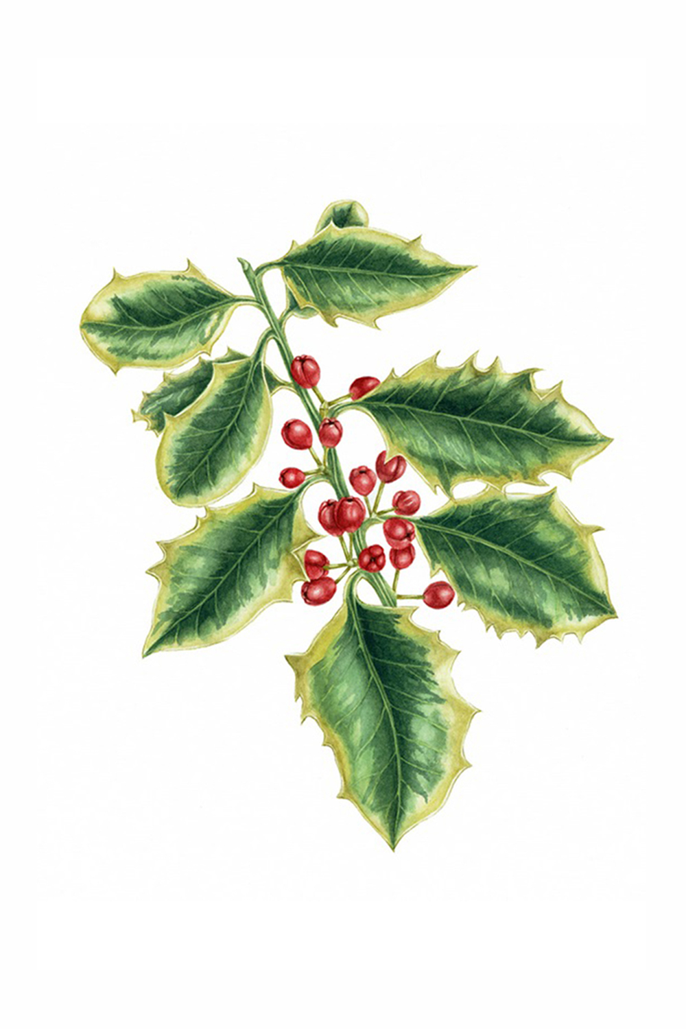 Variegated Holly, 2009, watercolour on paper