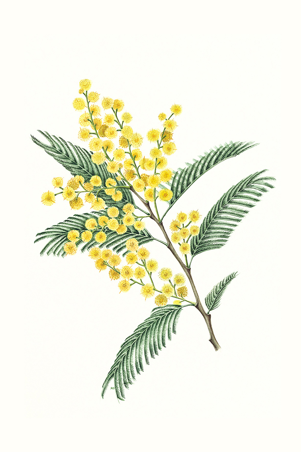 Mimosa, 2012, watercolour on paper