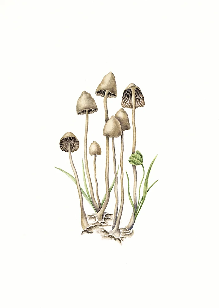 Liberty Cap, 2015, watercolour on paper
