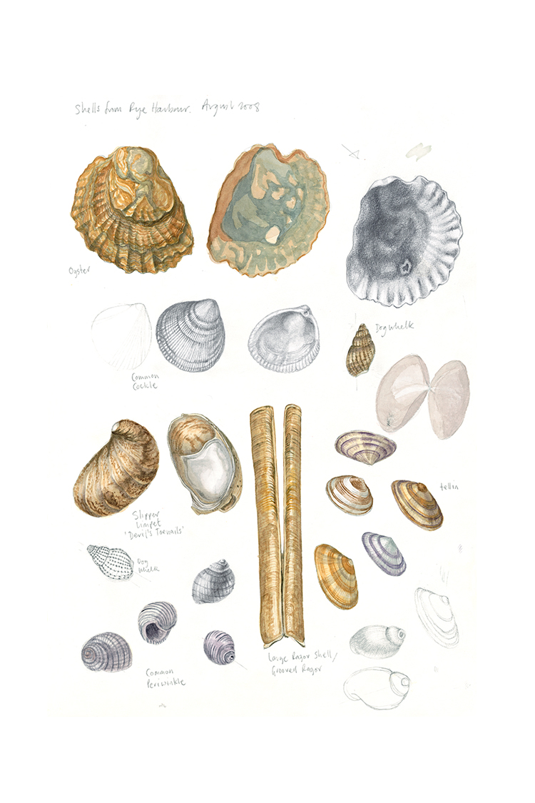 Shells, Rye Harbour (sketchbook page), 2008, watercolour and pencil on paper