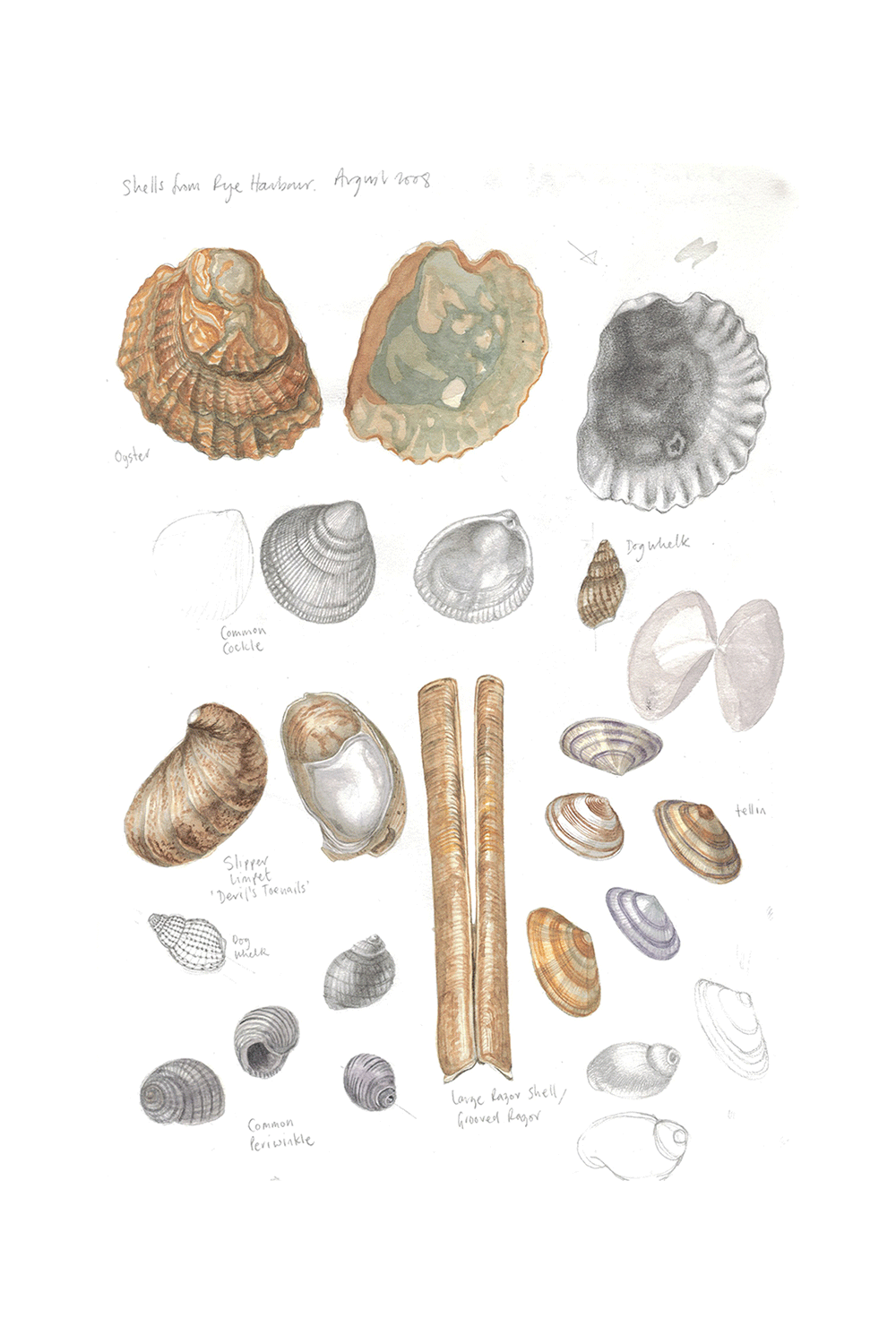 shells-from-rye-harbour-2008.gif