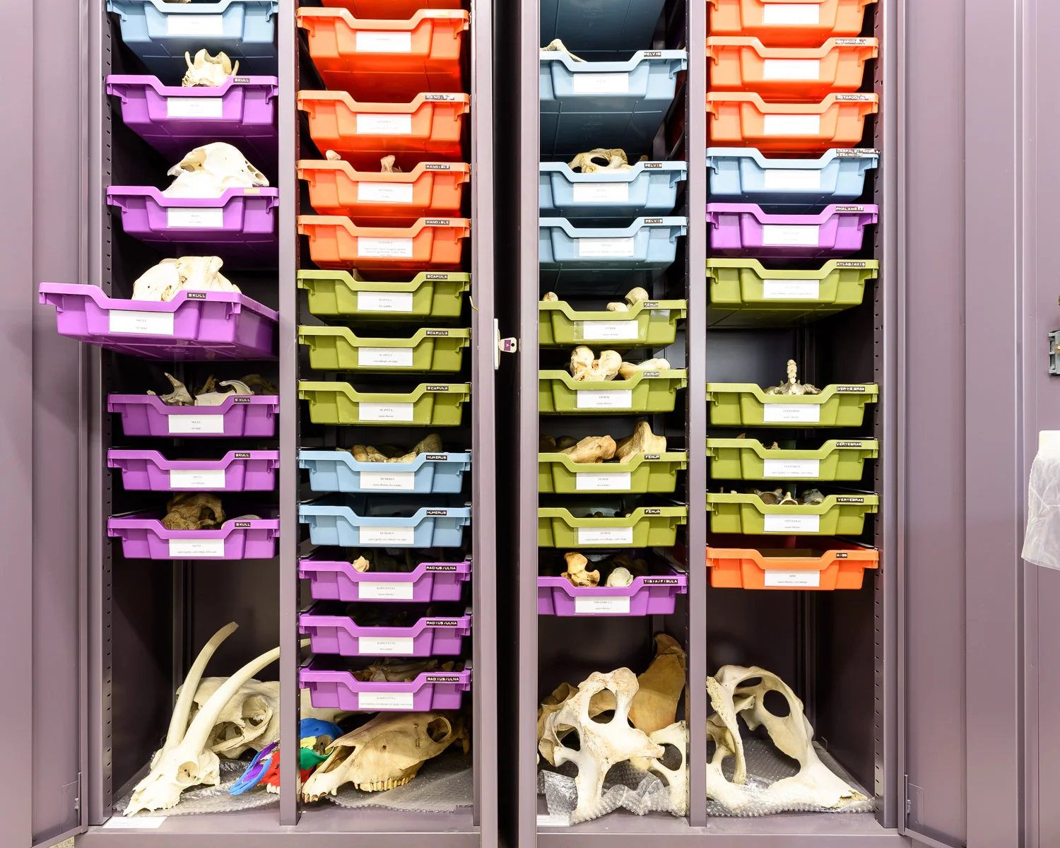 The Fitch Laboratory reference collection of animal bones, hosting modern skeletons of a large number of species, facilitates the visual characterization of the often fragmented bones recovered from excavations