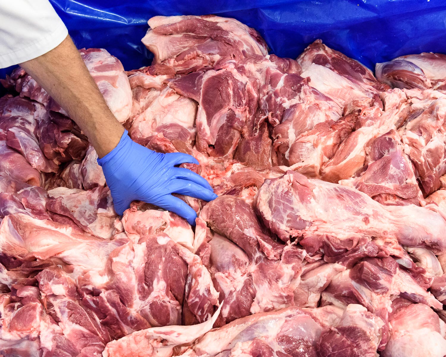  Cuts of pork arrive fresh from the slaughterhouse. 