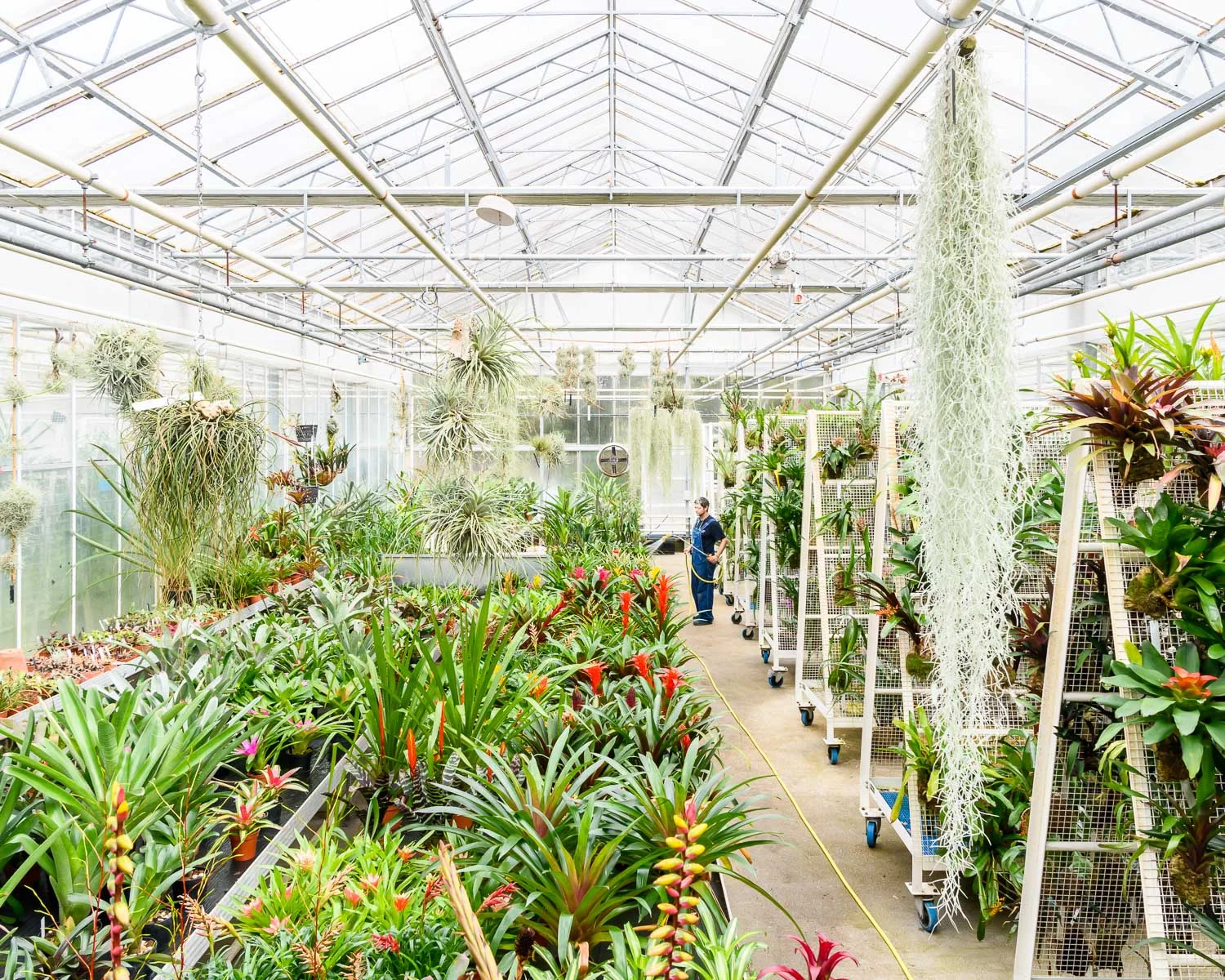 Blooming Beautiful - The Tropical Nursery at the Royal Botanical Gardens, Kew, London