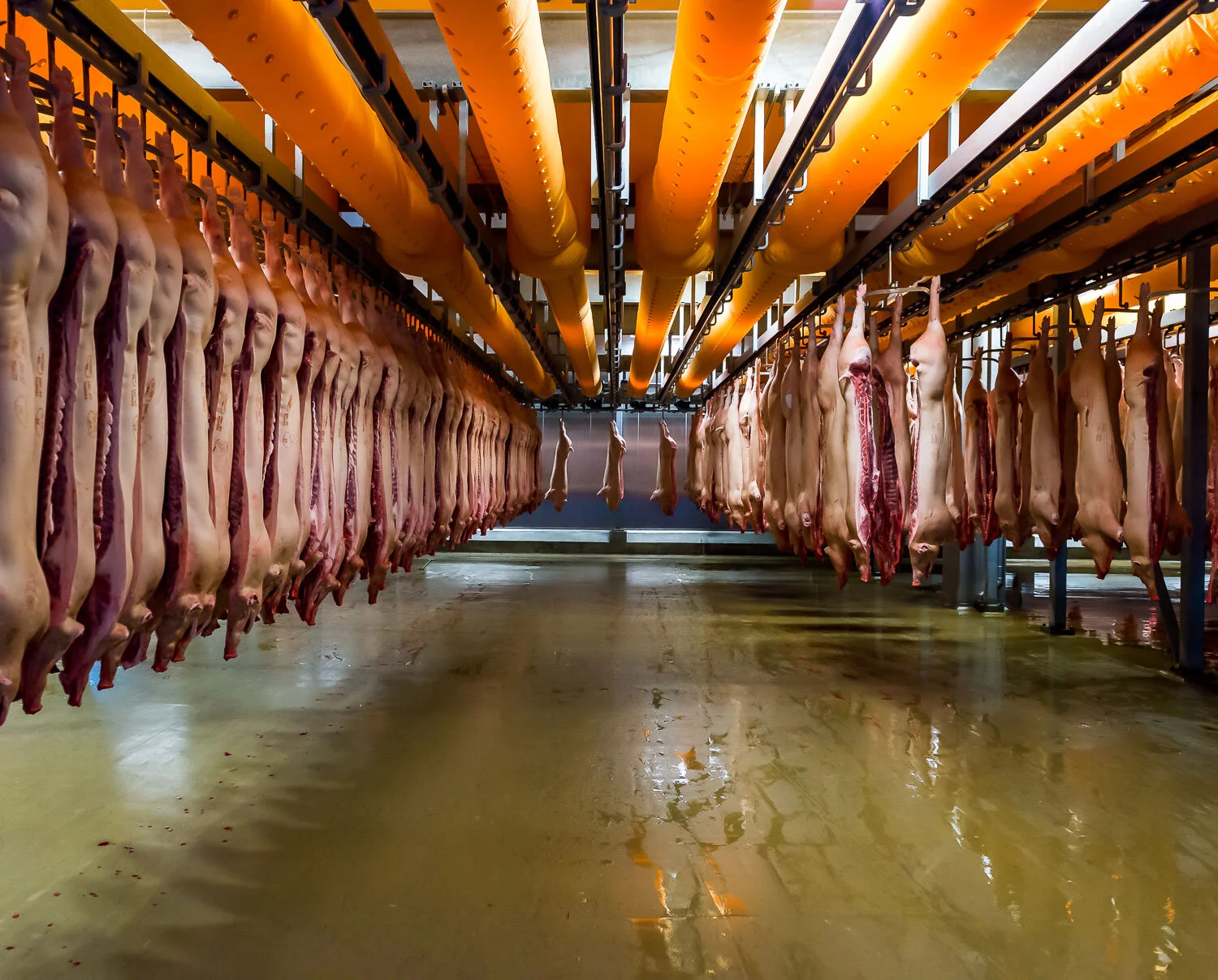 Happy Abattoir Families