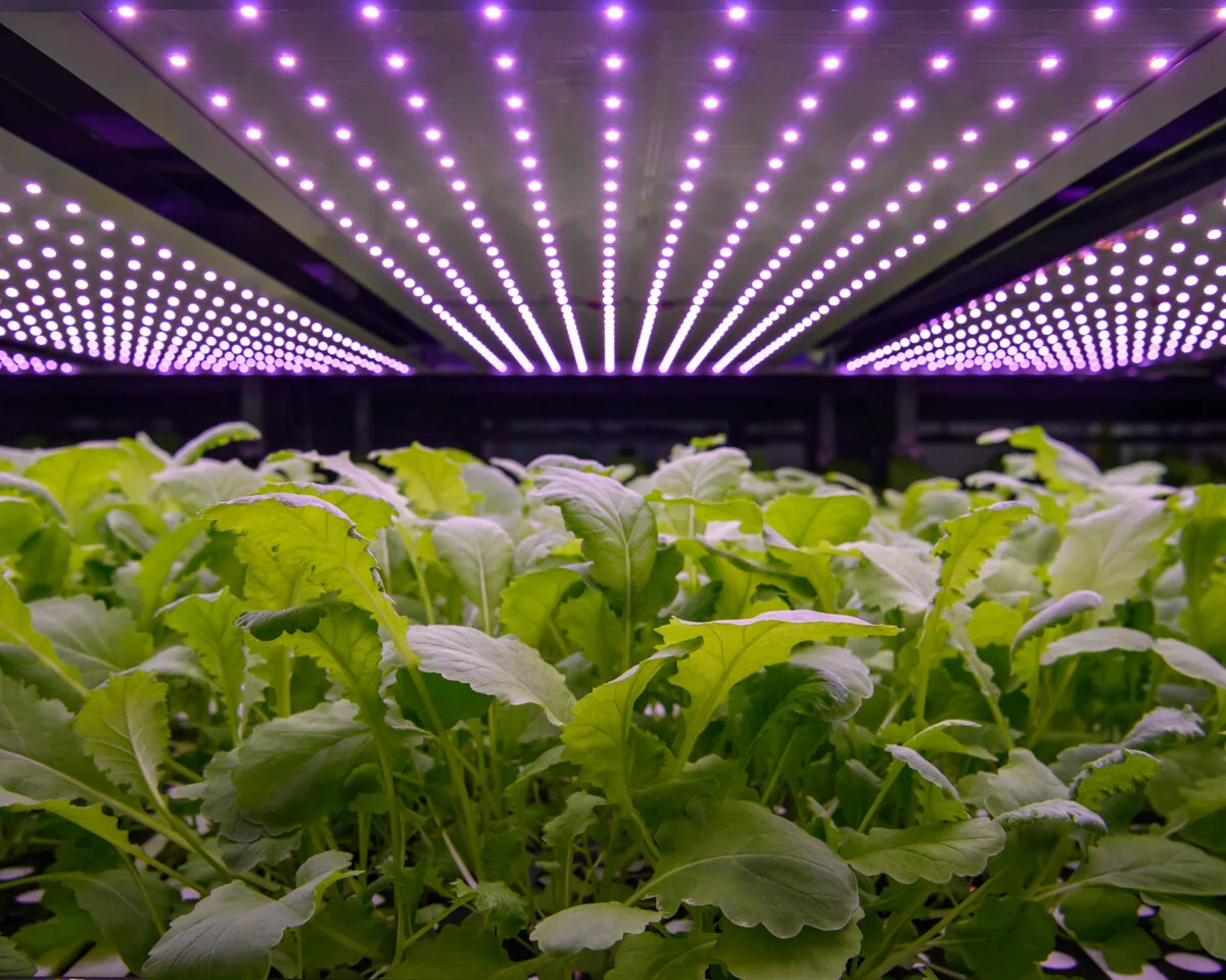 Nordic Harvest Vertical Farm, Denmark — Alastair Philip Wiper