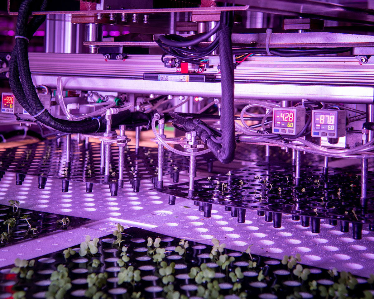  After the seeds have germinated and sprouted in darkness, they are transplanted onto larger growing boards. Nearly 200 seedlings are transplanted in a single motion, then placed under LED lighting for the main growth cycle. 