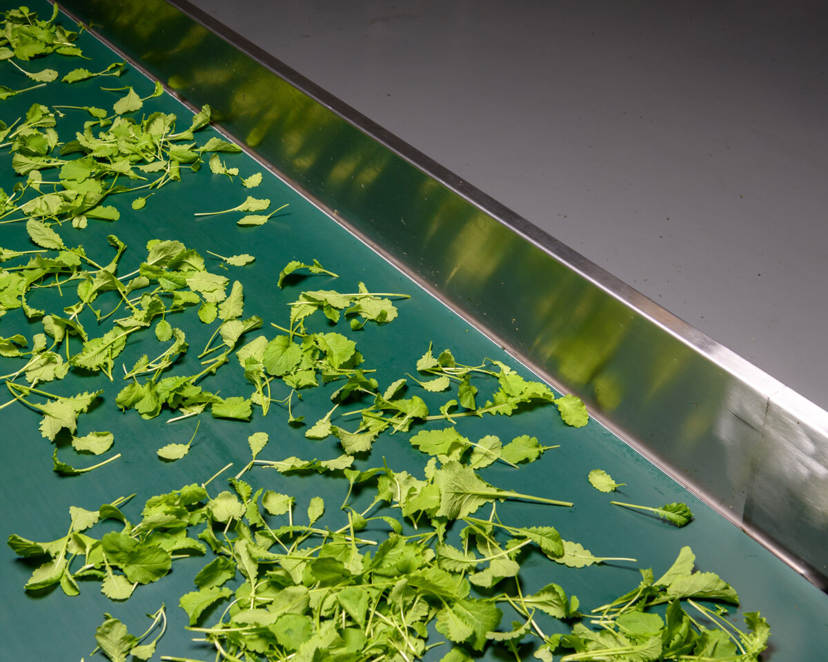  Cut mustard leaf on the way to be packaged. 