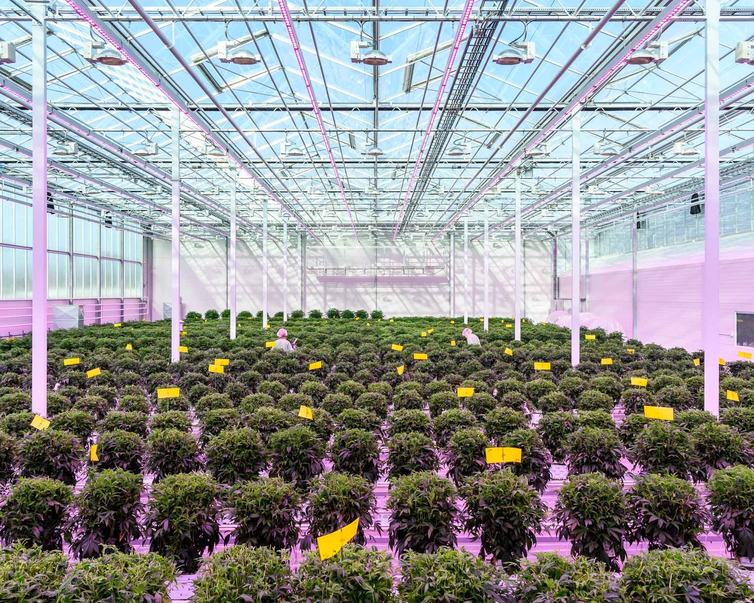 Aurora Nordic medicinal cannabis greenhouse, Denmark, 2019