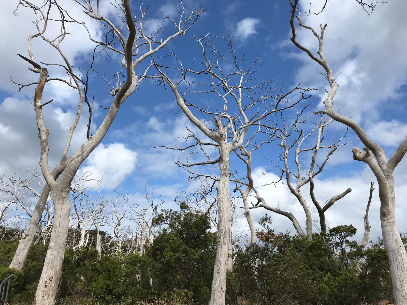 Cape Otway