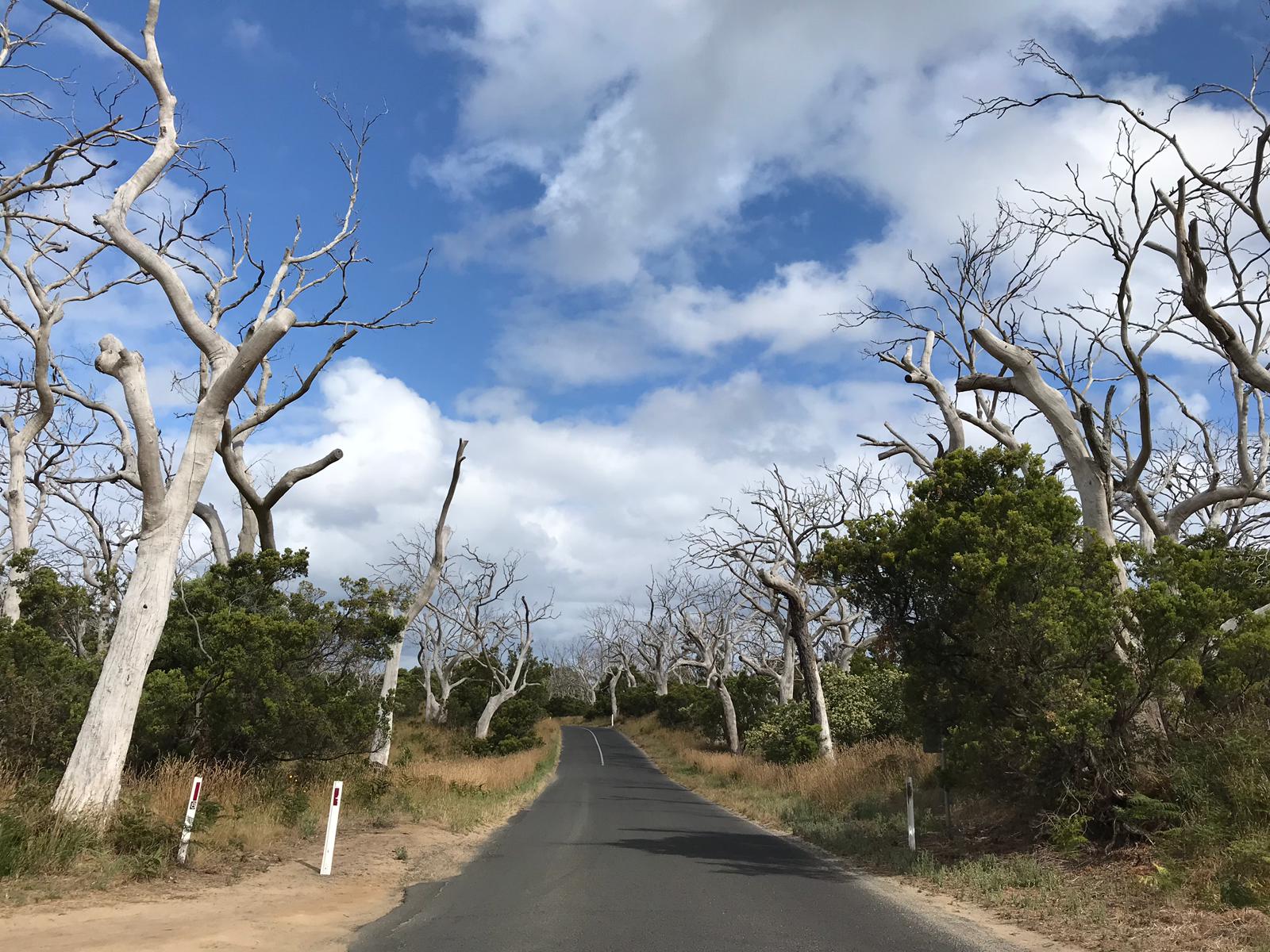 Cape Otway