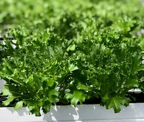 - Micro lettuce at Westlands