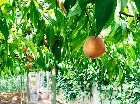 peach-tree-crop.jpg