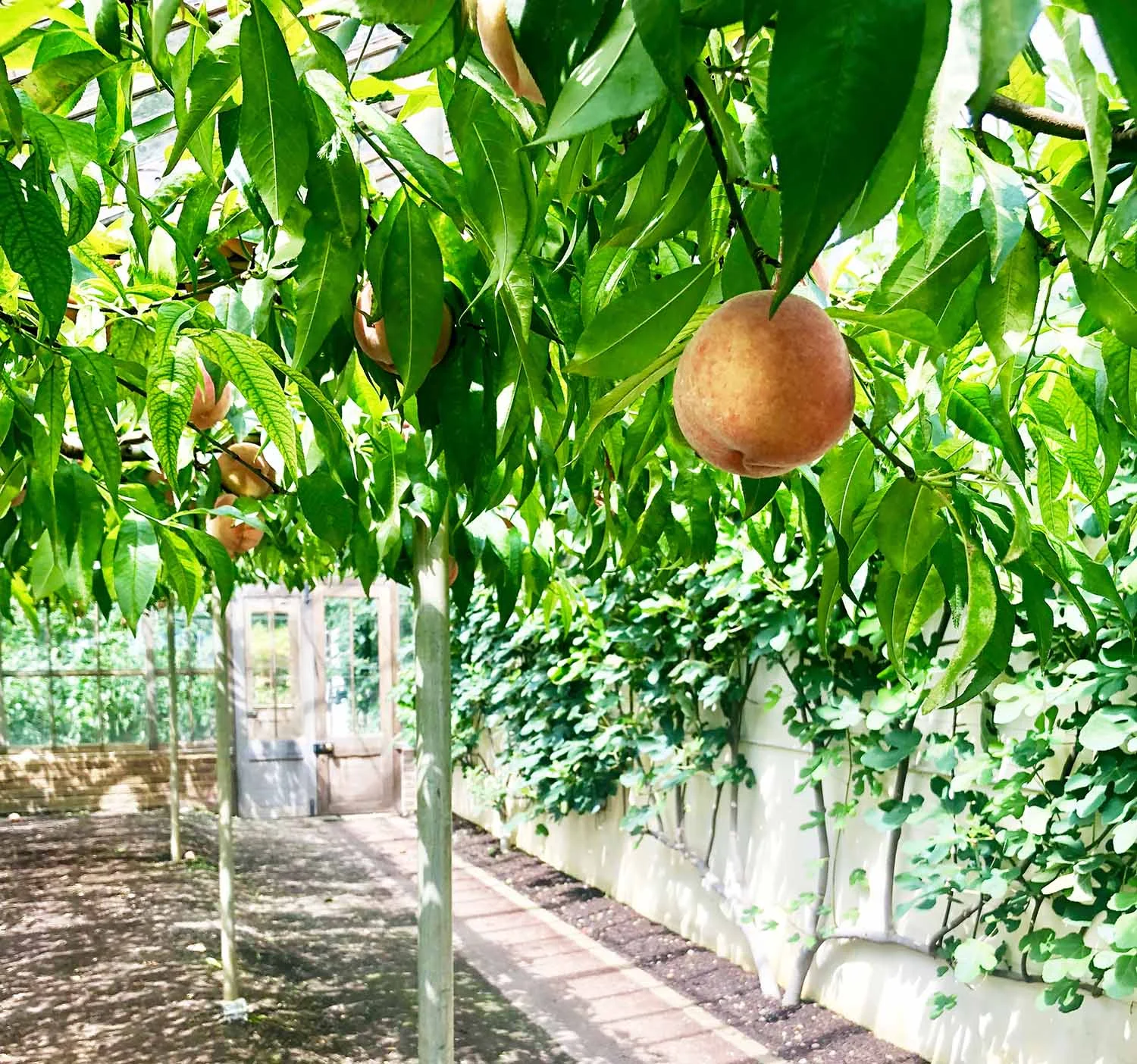peaches-square.jpg
