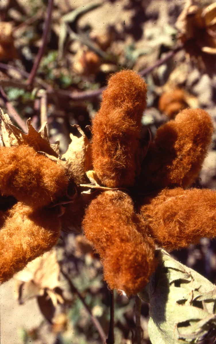 Rust Red cotton