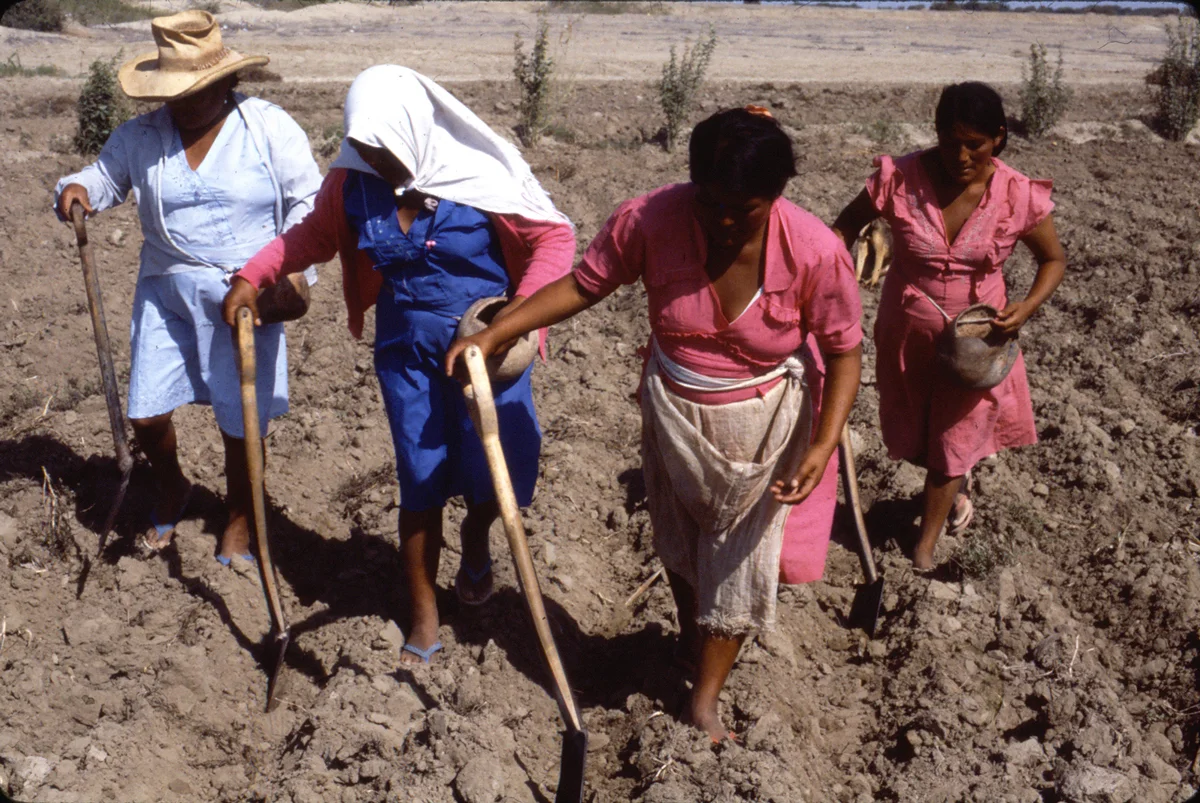 Indian women planting native cotton in Arequipa