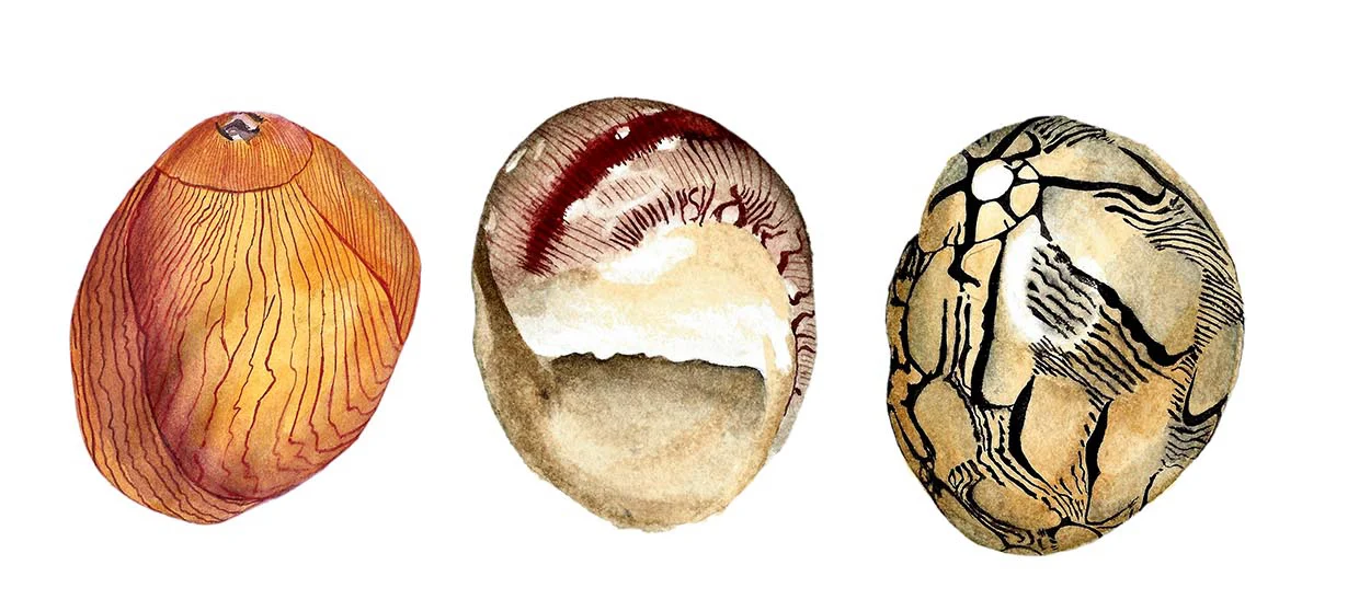 conchas01.jpg
