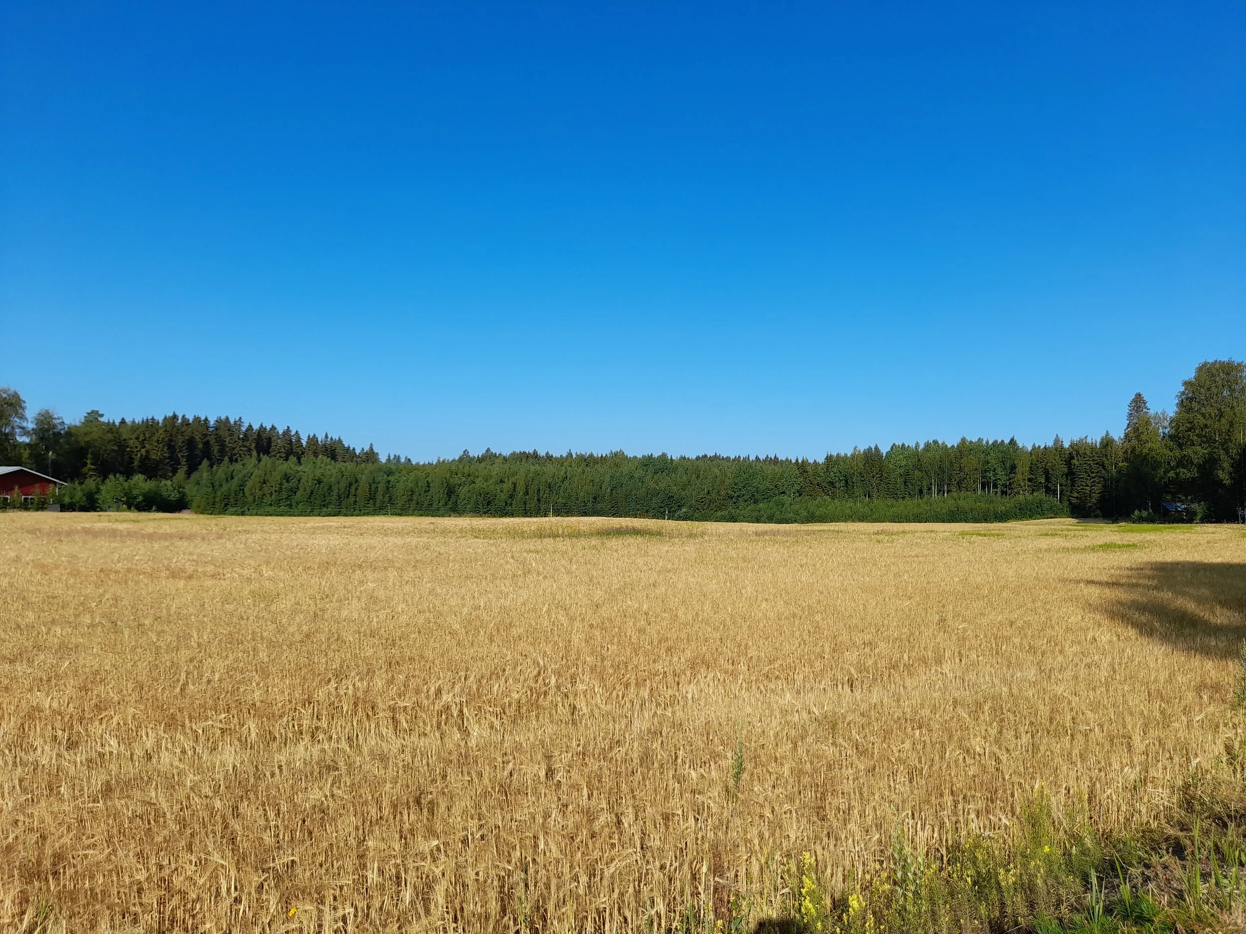 Tyhjyydestä kyllyyteen - sadonkorjuun ihme Ruutin kirjassa