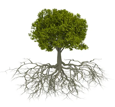 Organic Fertilization