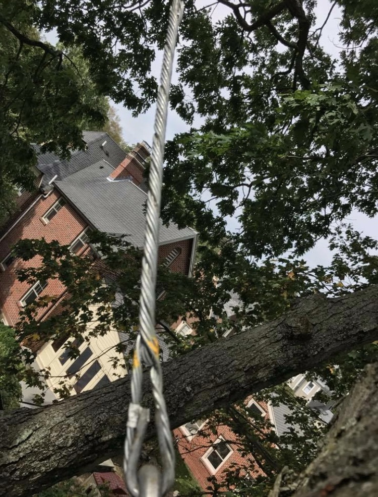 tree care 2.jpg
