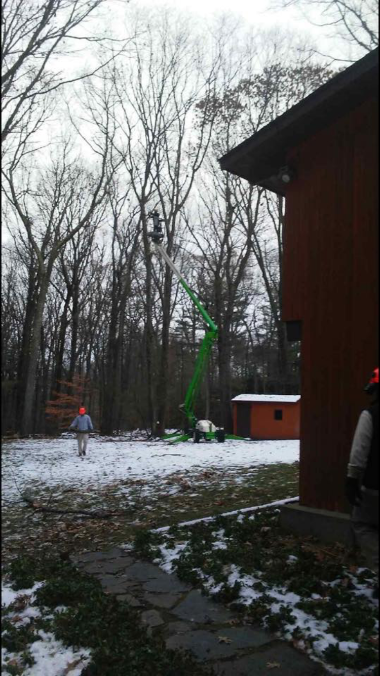 tree care 5.PNG