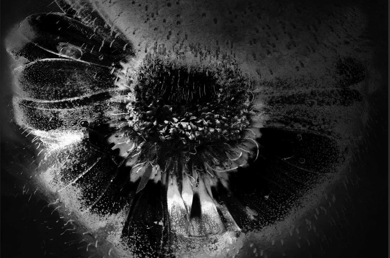 livet är ett kretslopp där liv och död ständigt möts. inget, inget alls, varar för evigt