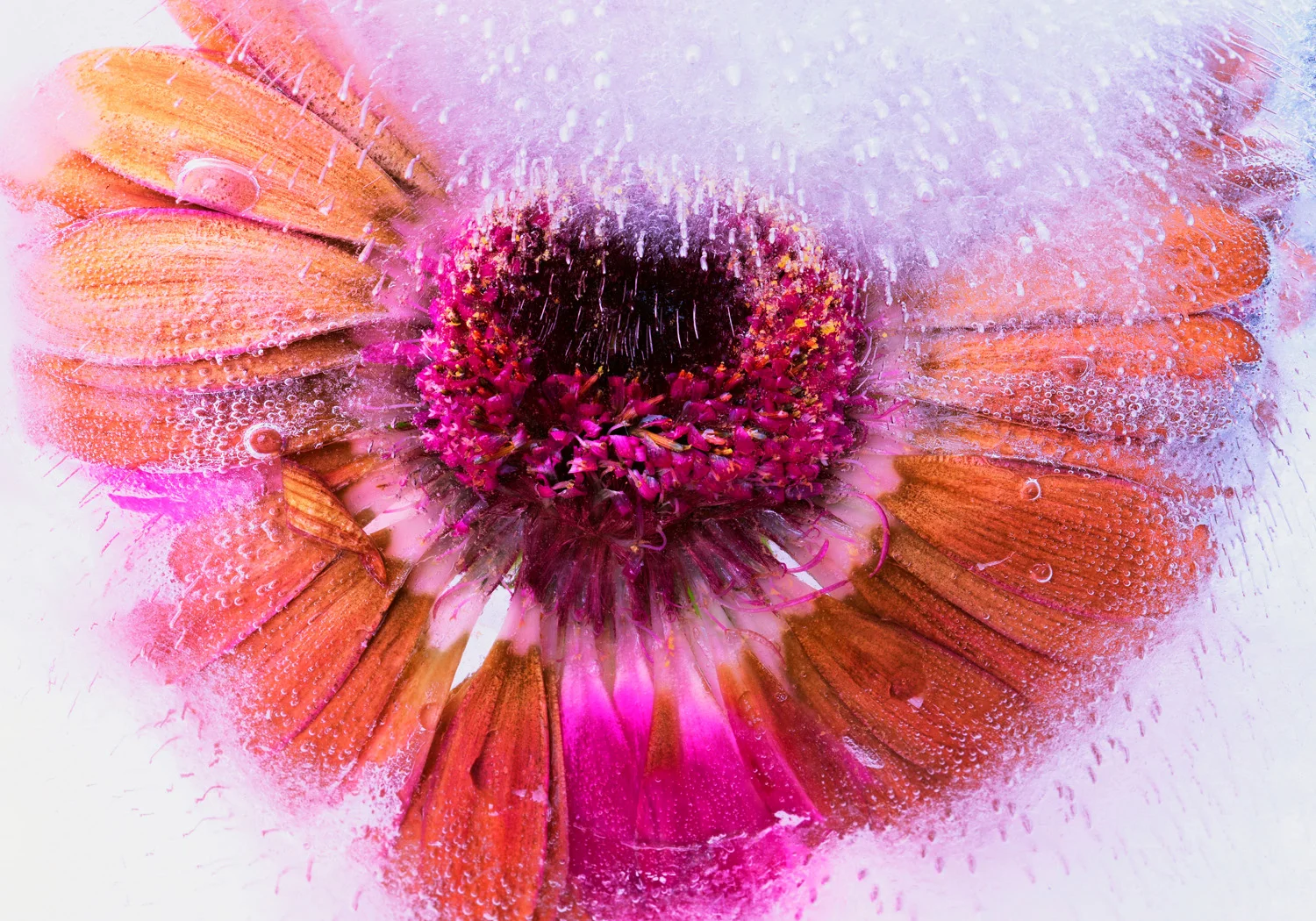 med det sagt och utan en ros i sikte