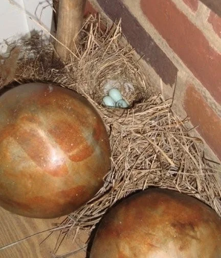 GA bluebird_3eggs_02