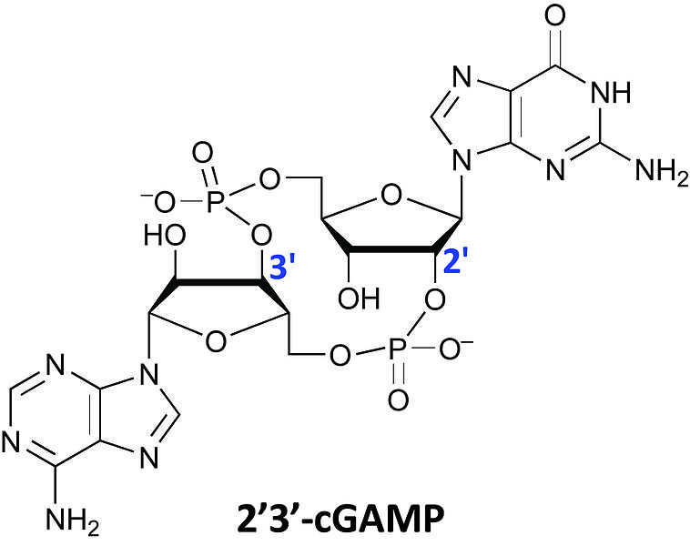 Chemical structure of cGAMP - the "A" is on the bottom left, the "G" on the upper right and the "cyclic" part is that linkage in the middle between the sugars and the phosphate groups.