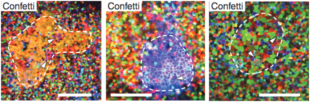 One of many beautiful microscopy figures from this week's paper.