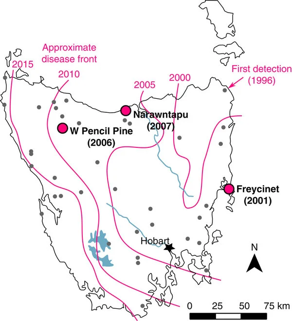 Path of Devil Facial Tumor Disease. Figure 1 from doi:10.1038/ncomms12684