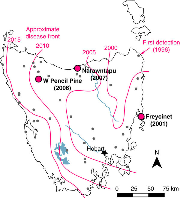 Path of Devil Facial Tumor Disease. Figure 1 from  doi:10.1038/ncomms12684