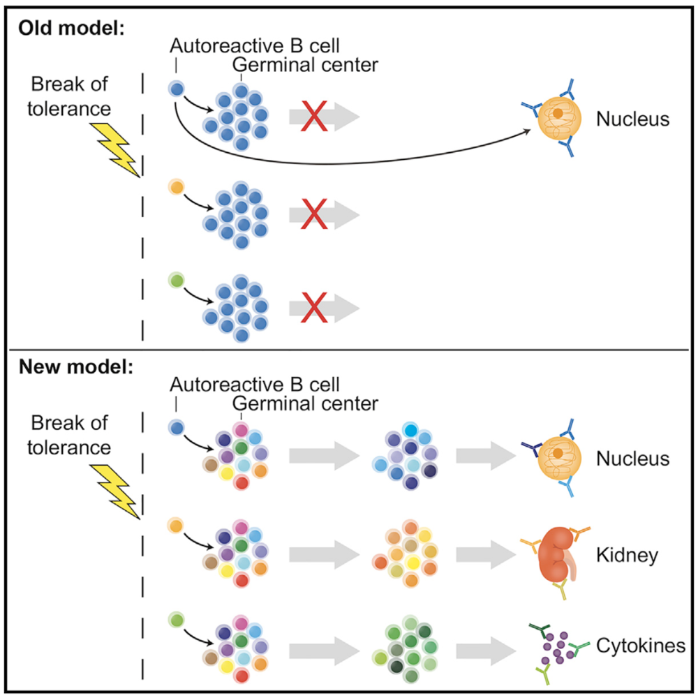 degn-et-al-graphical-abstract.png