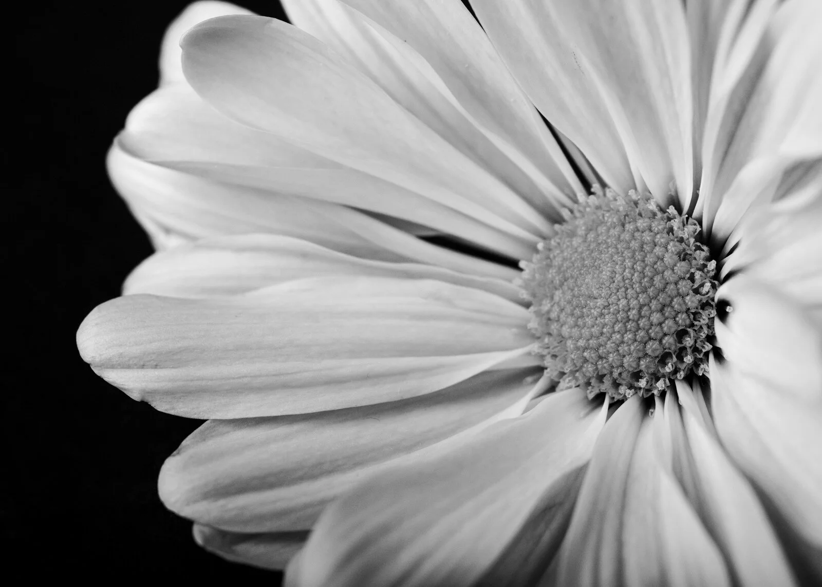 Daisy in Black and White-Bonnie-Johnson-9203.jpg