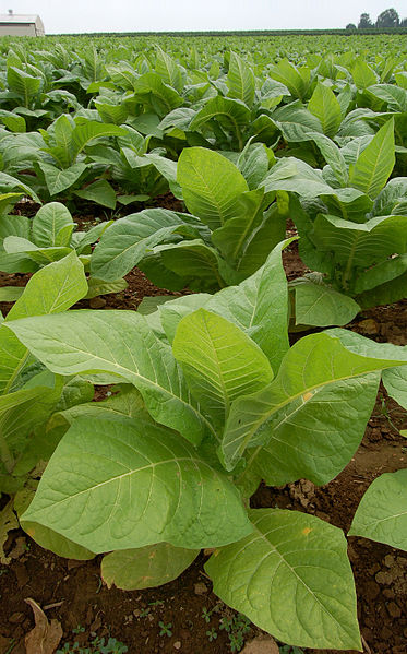 Tobacco ( Nicotiana tabacum ). Photo by Derek Ramsey, 2006. Used under a Creative Commons license.