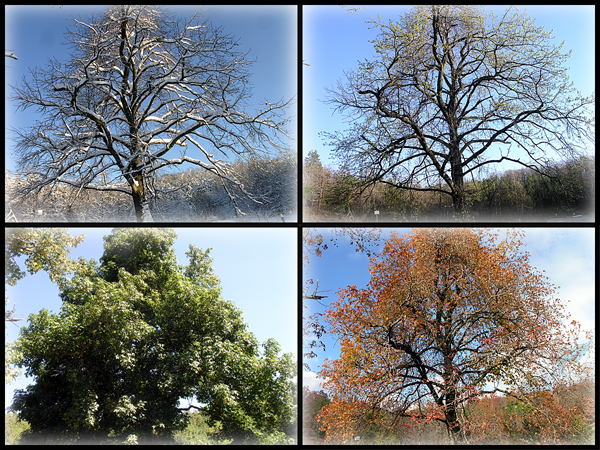 Your income may change as the trees turn. Photo by potterjo, found online here .