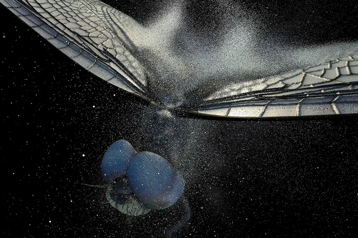 In the Eyes of the Animal