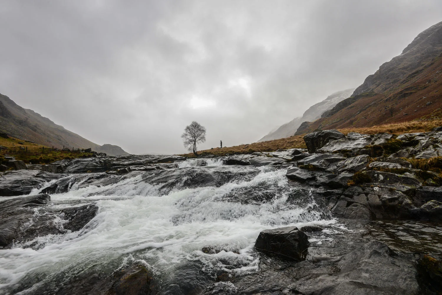 the-Langstrath-Birch.jpg