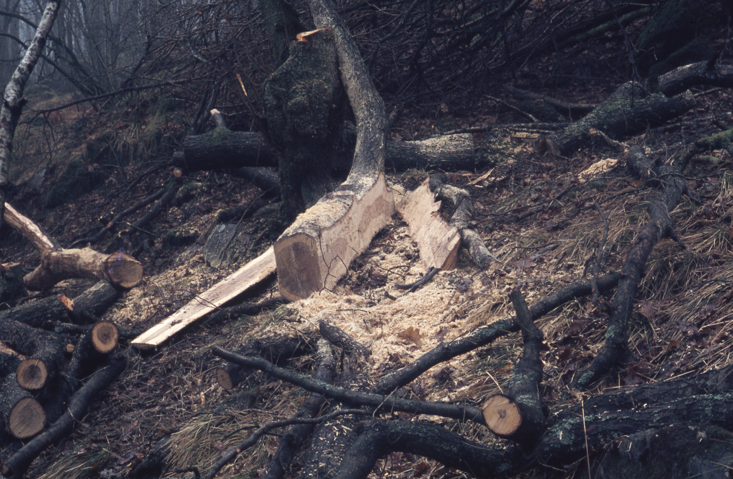 Making Runing Table I, Grizedale, March 1978, 78DN05.jpg