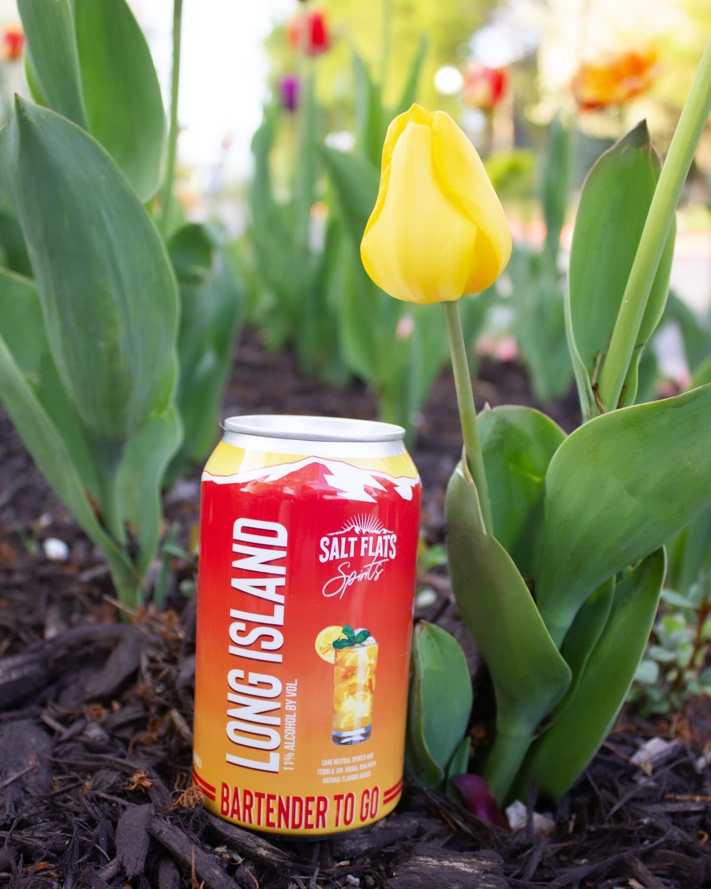 Spring has sprung🌷 And we have the perfect canned cocktail to sip on in the sun ☀️
.
.
.
.
#bartendertogo #cannedcocktail #longisland #icedtea
#cocktail #saltflatsspirits #tasty #saltflatsdistillery #yum #vodka #saltflatsdistilling #drinksaltflats #
