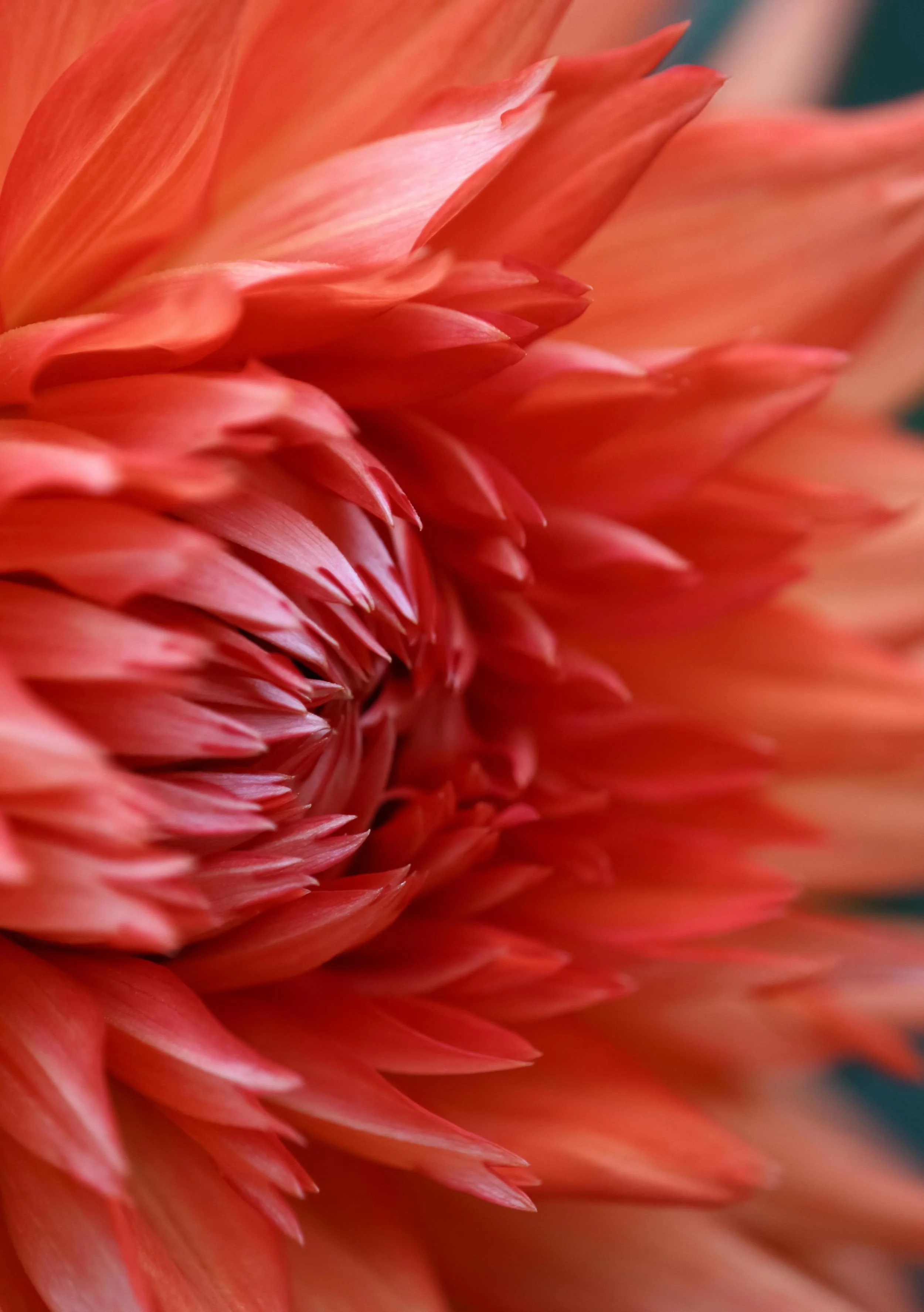 Joy Tip Wednesday:  Find Your Love