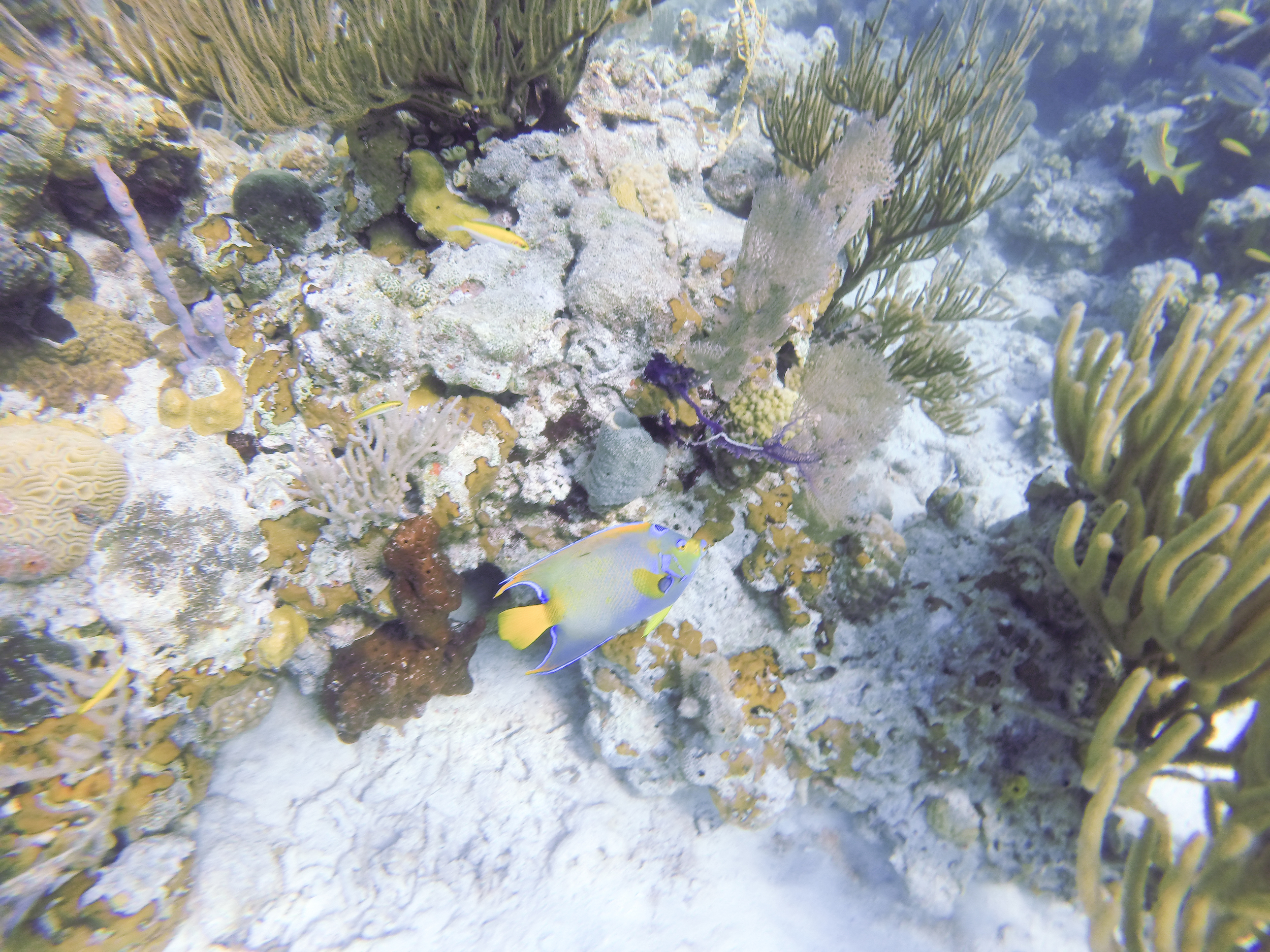 fish4.jpg
