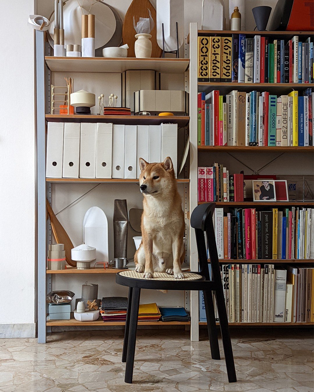 Kenzo approves! 

Our little shiba inu Kenzo approves of the new Brulla chair we designed for @miniformsofficial 

#design #furniture #miniforms #skrivo #dogdesign #italiandesign #shiba #designdevelopment #furnituredesign #productdesign #woodchair #p