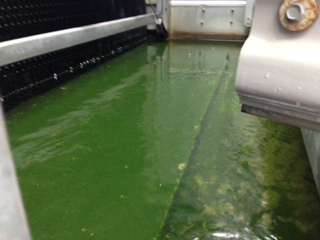 Cooling tower algae.jpg