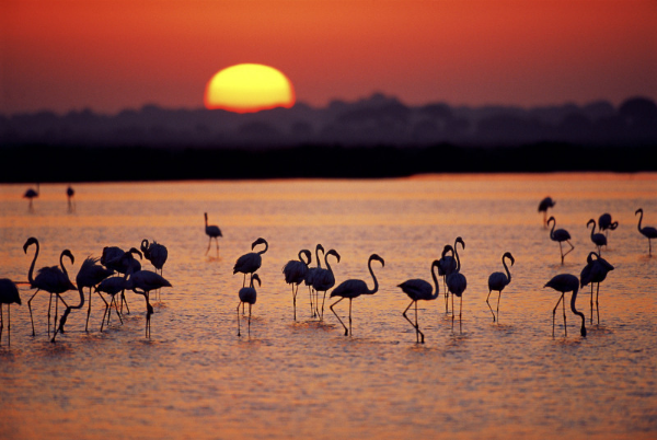 Doñana. © WWF/ Jorge Sierra