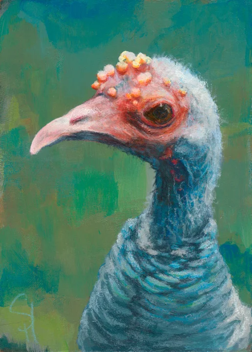 Ocellated Turkey