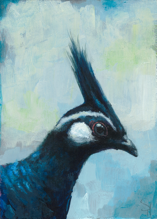 Palawan Peacock-Pheasant