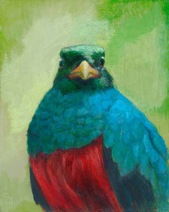 Resplendent Quetzal